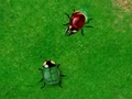 Beetle guerre ஆன்லைன் விளையாட