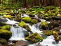 Foresta Cascate ஆன்லைன் விளையாட