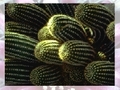 Cactus ஆன்லைன் விளையாட