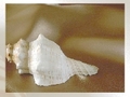 Sea shell ஆன்லைன் விளையாட