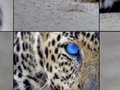 Leopardo ஆன்லைன் விளையாட