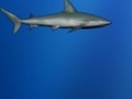 Shark Perso ஆன்லைன் விளையாட