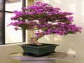 Bougainvillea புதிர் ஆன்லைன் விளையாட